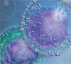 B Cell research