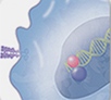 Transcriptional regulators
